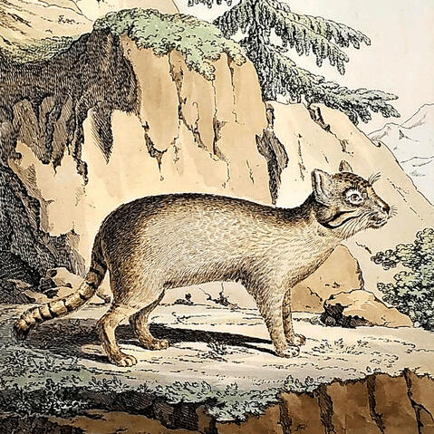An antique 1831 zoological print from the Zoographia Rosso‑Asiatica depicting a Pallas’s cat standing on rocky terrain, shown with early natural‑history illustration detailing and considered one of the first published images of the species