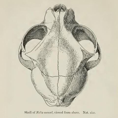 Manul Skull A vintage scientific illustration showing the top view of a Pallas’s cat skull, drawn in fine detail and labeled as part of an early 20th‑century zoological publication